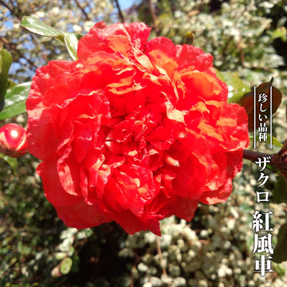 紅風車