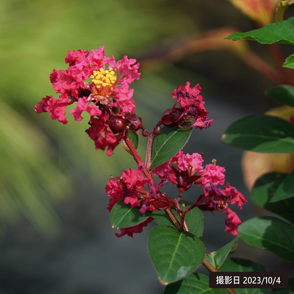 サルスベリ 矯性赤花 1