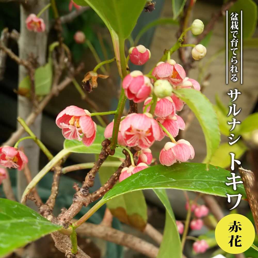 サルナシ 赤花トキワサルナシ 