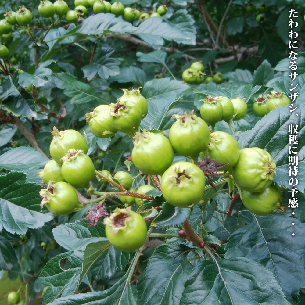 サンザシ 西安 4