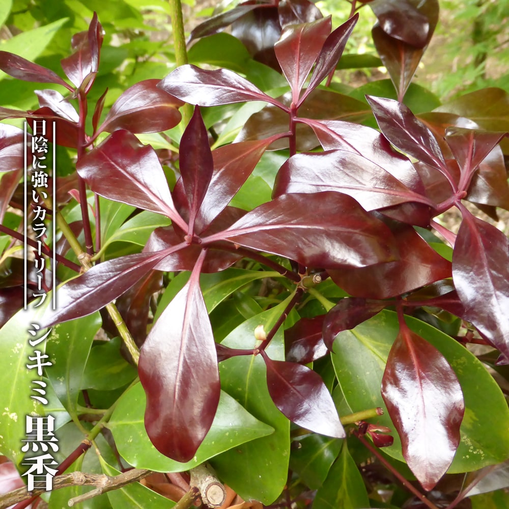  シキミ 黒香