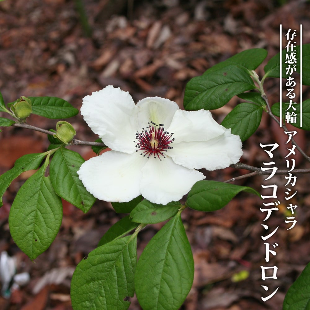 アメリカシャラ マラコデンドロン 