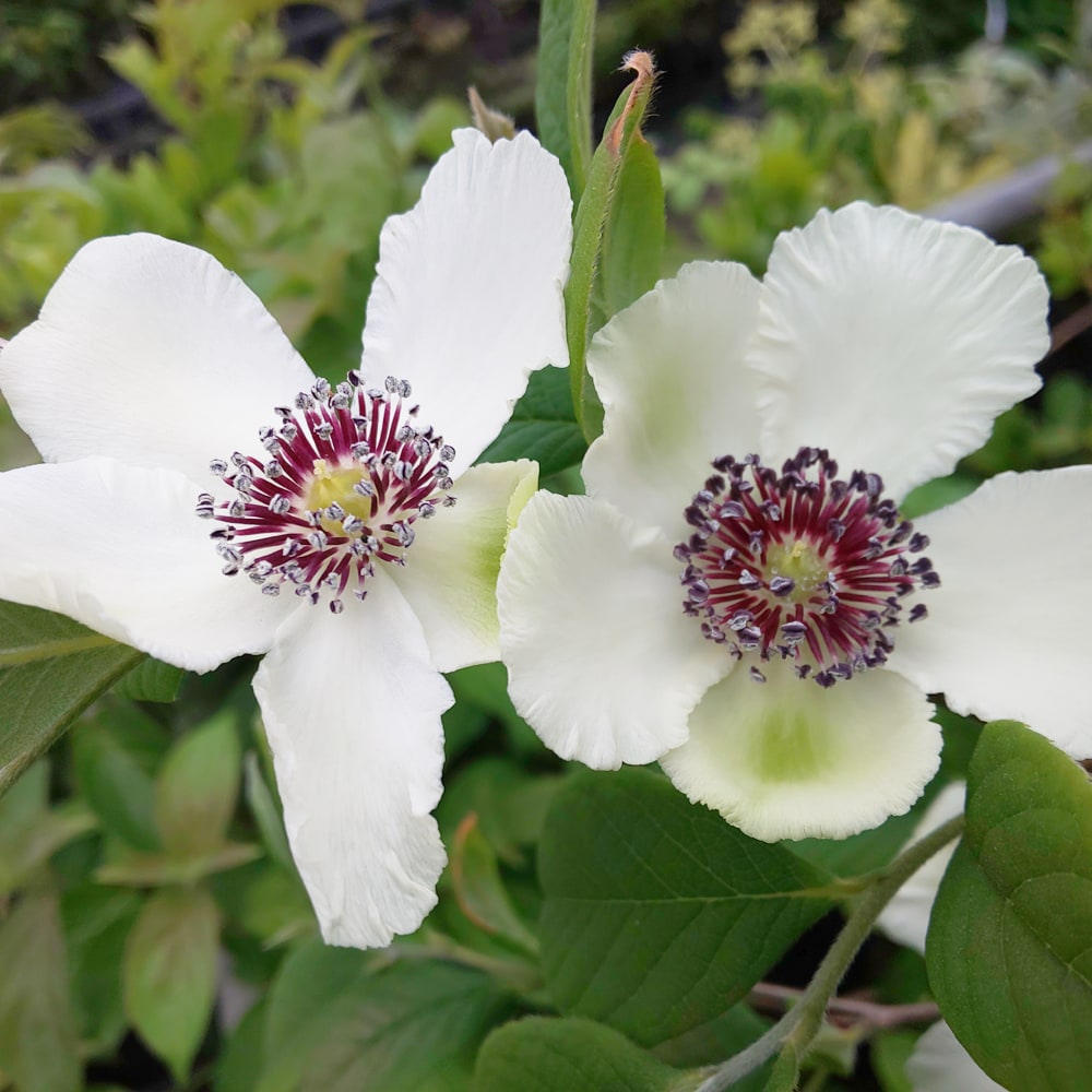 アメリカシャラ マラコデンドロン 1