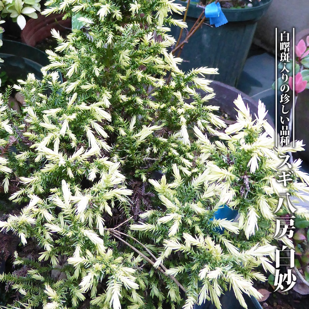 杉　（スギ） 目白八房 白妙