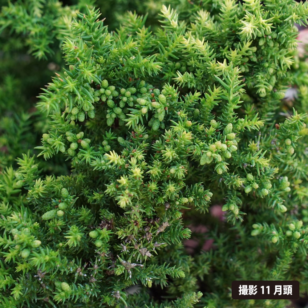 スギ 目白八房 白妙 1