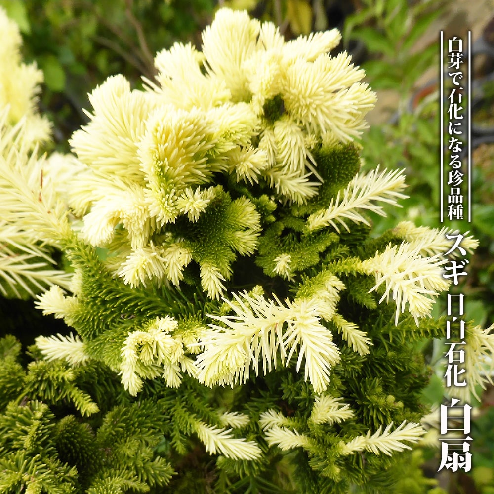 スギ 【目白石化 白扇】