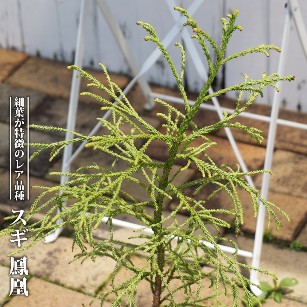 スギ 鳳凰 