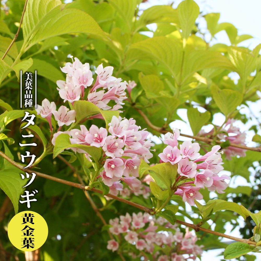 タニウツギ 黄金葉 