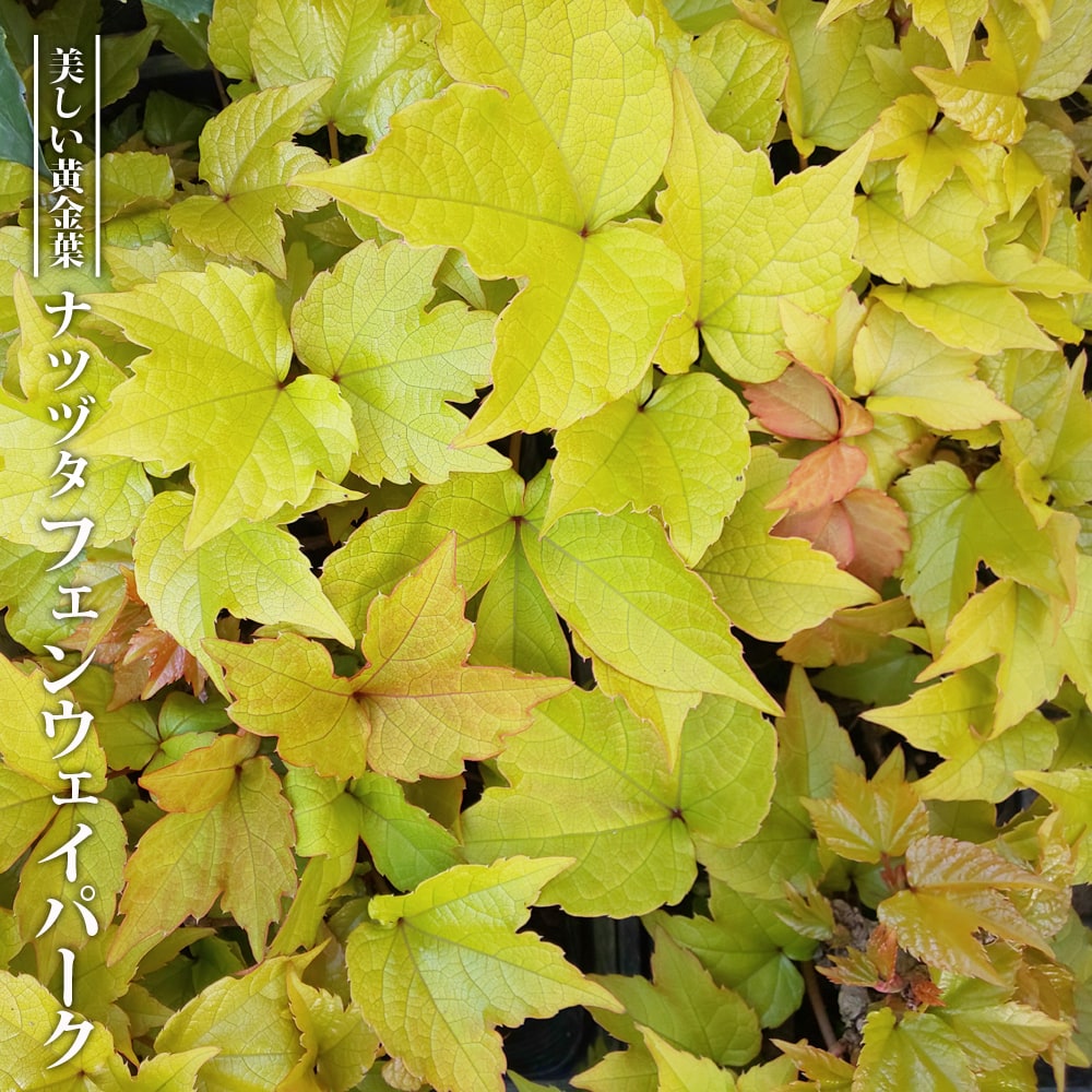 ナツヅタ フェンウェイパーク 