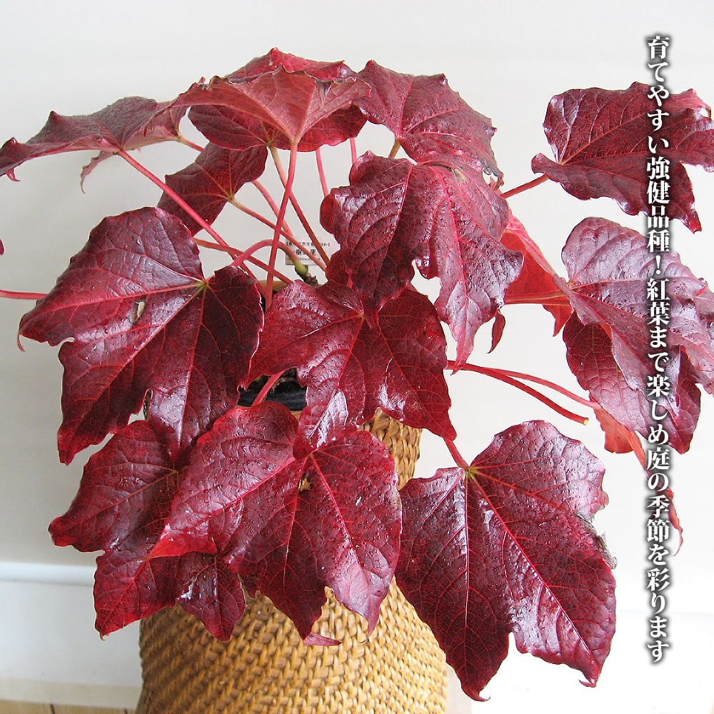 ナツヅタ　フェンウェイパーク