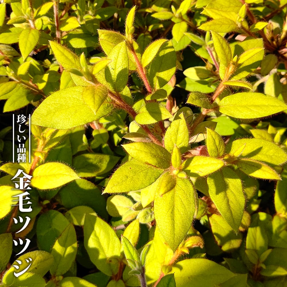 ツツジ  