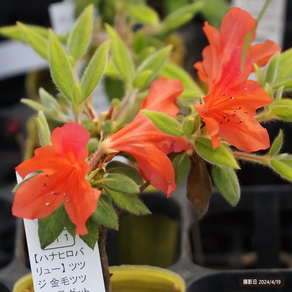 ツツジ 金毛ツツジ 四季咲き 苗 販売 苗木部 By 花ひろばオンライン