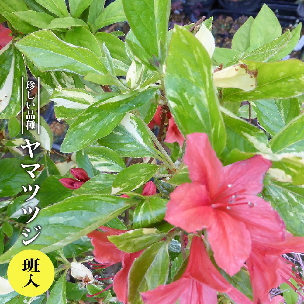 ヤマツツジ斑入り