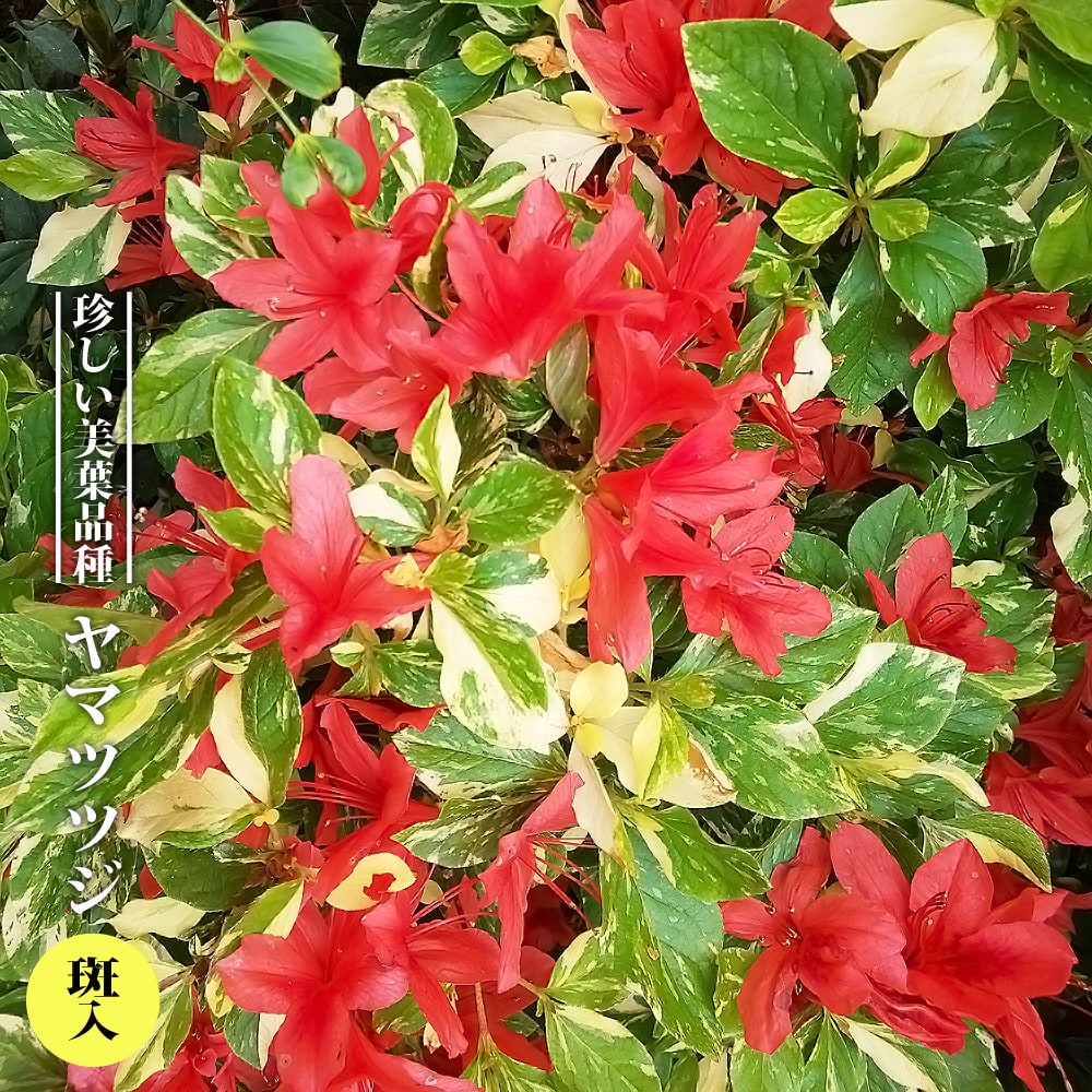 ツツジ ヤマツツジ 斑入 苗 通販 苗木部 By 花ひろばオンライン