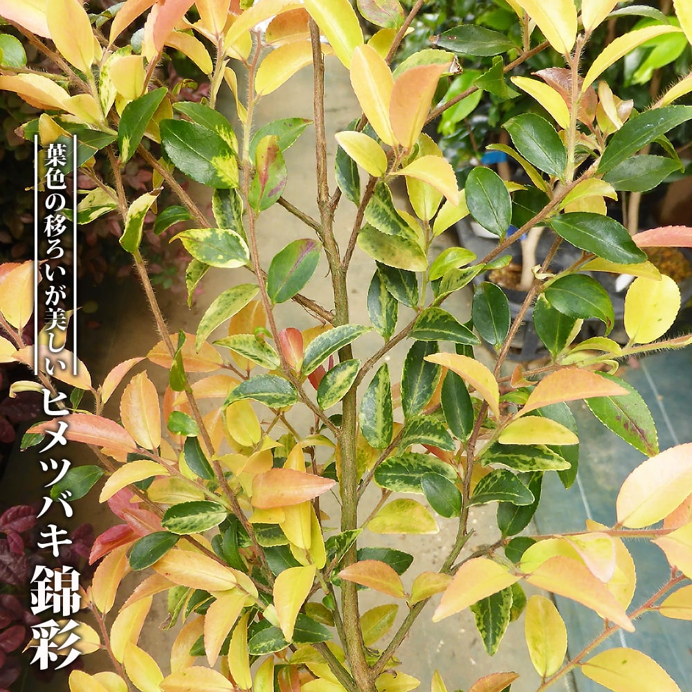 サザンカ 錦彩 