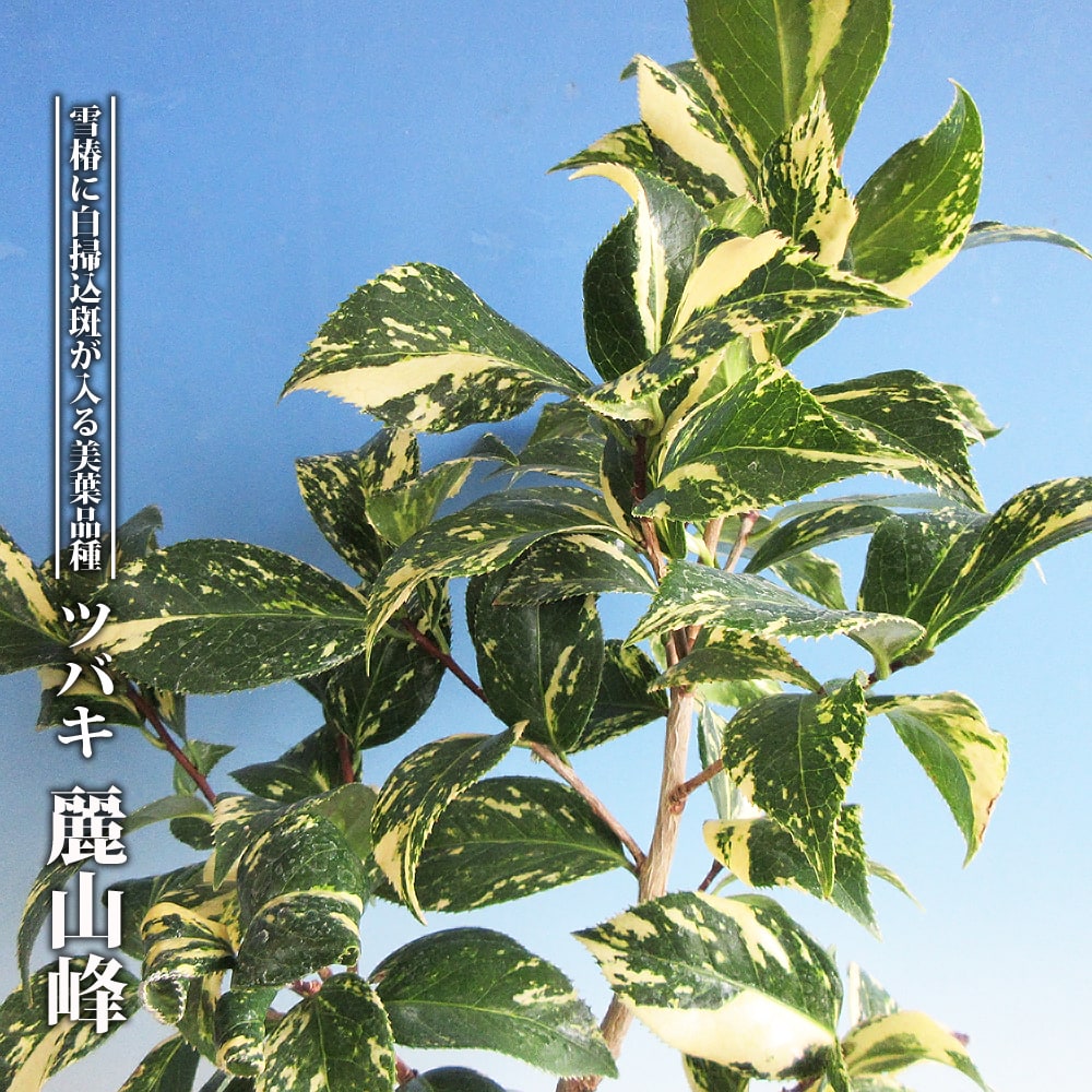 椿 麗山峰 