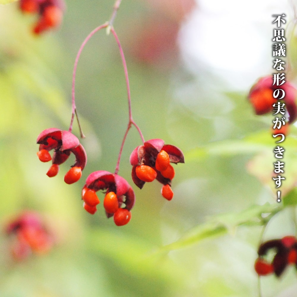 ツリバナ 苗 通販 苗木部 By 花ひろばオンライン