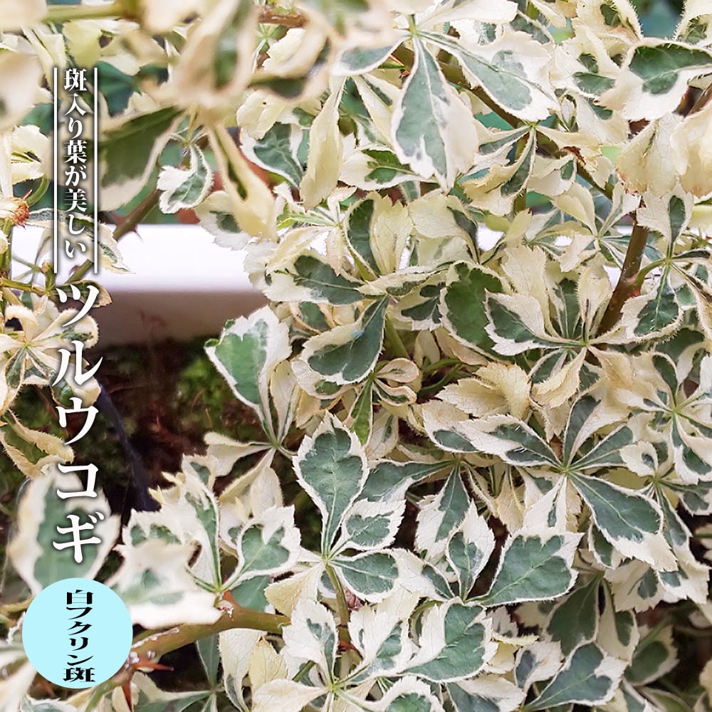 斑入りツルウコギ 白覆輪斑