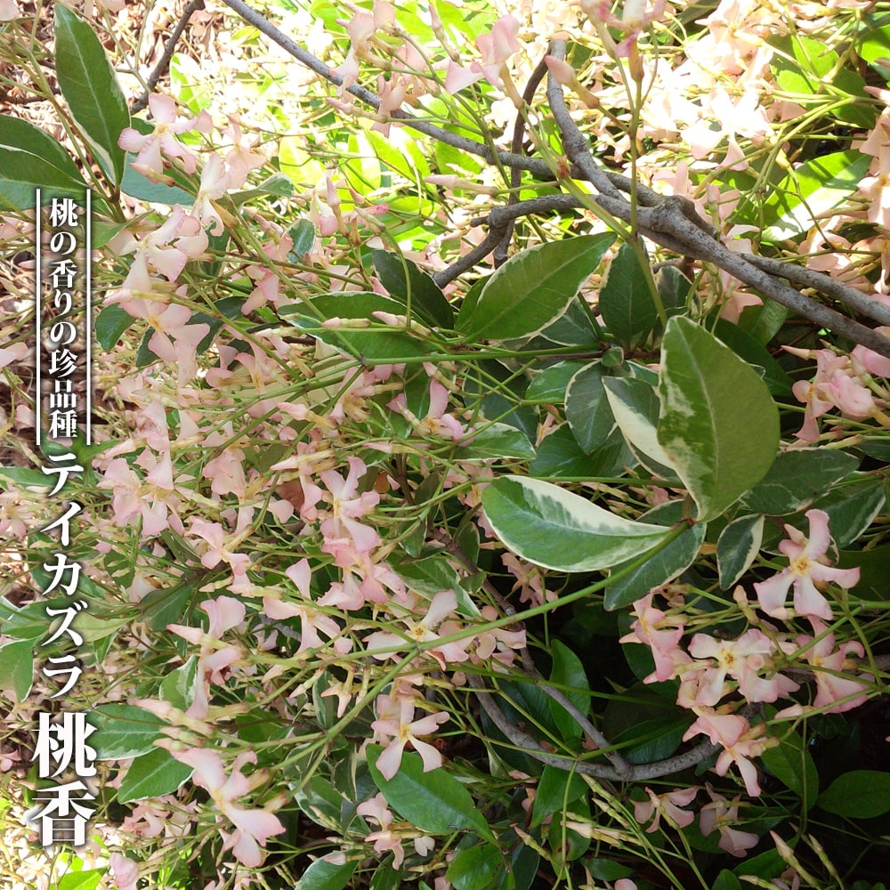  テイカカズラ　斑入り 桃香