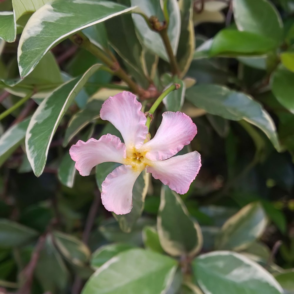 テイカカズラ 斑入り 桃香 1