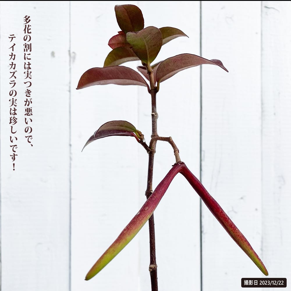 テイカカズラ スタージャスミン 1