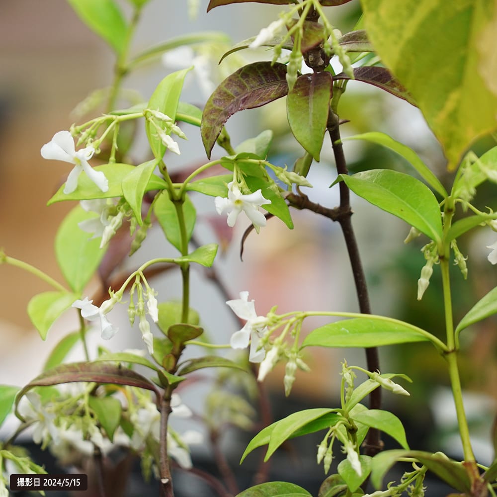 テイカカズラ スタージャスミン 3