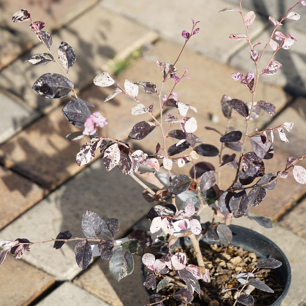 トキワマンサク 夢ものがたり 1