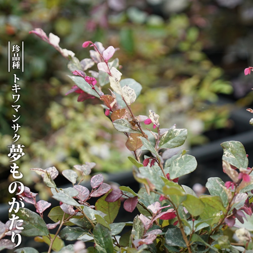 トキワマンサク 夢ものがたり 