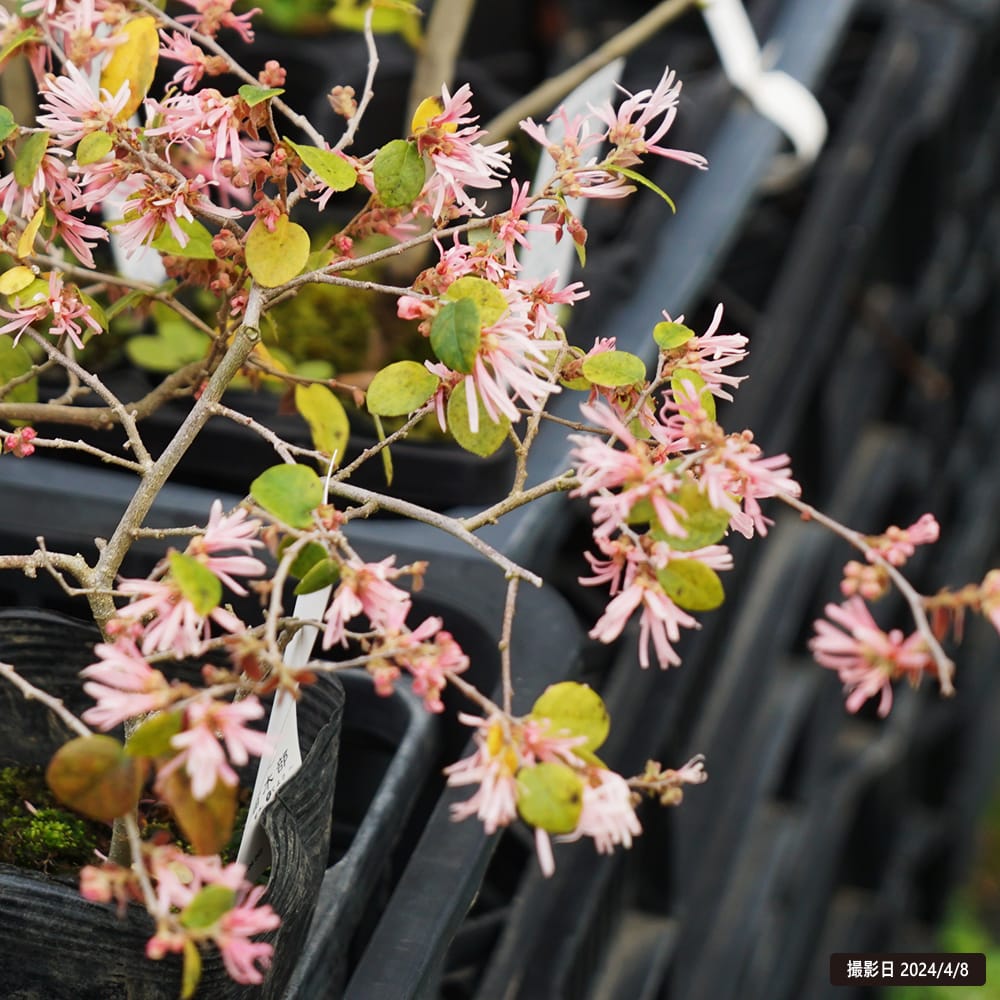 トキワマンサク 蝶千鳥 苗 販売 苗木部 By 花ひろばオンライン