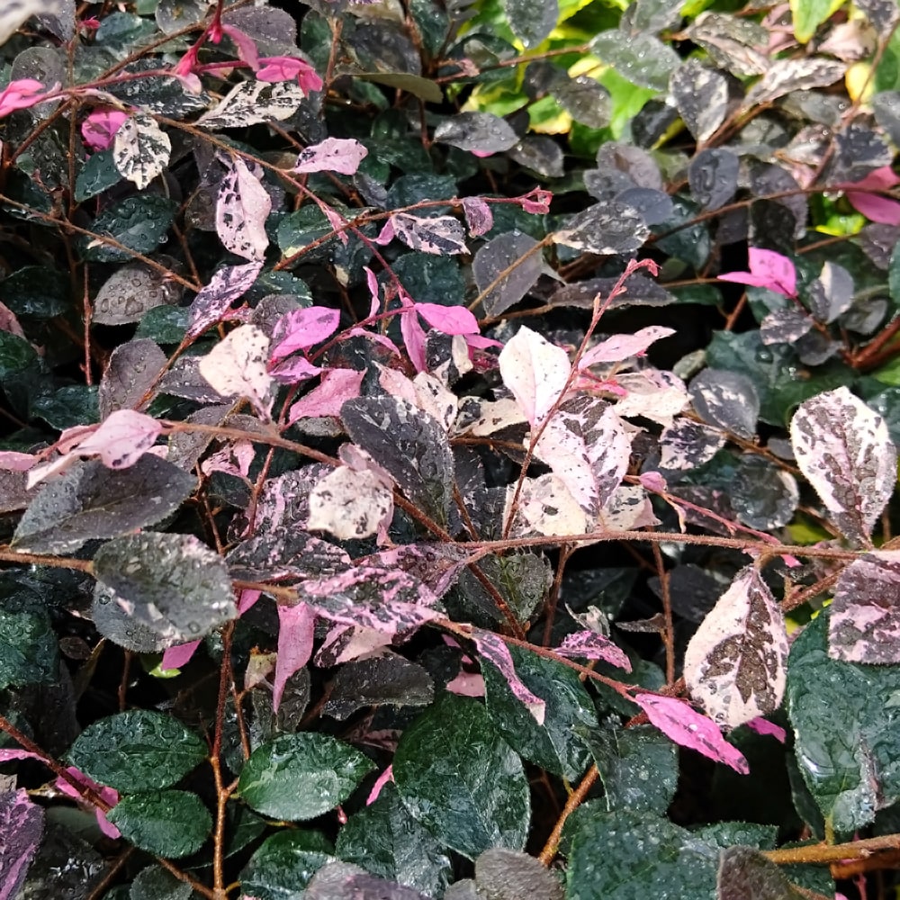 トキワマンサク 五色 苗 通販 苗木部 By 花ひろばオンライン