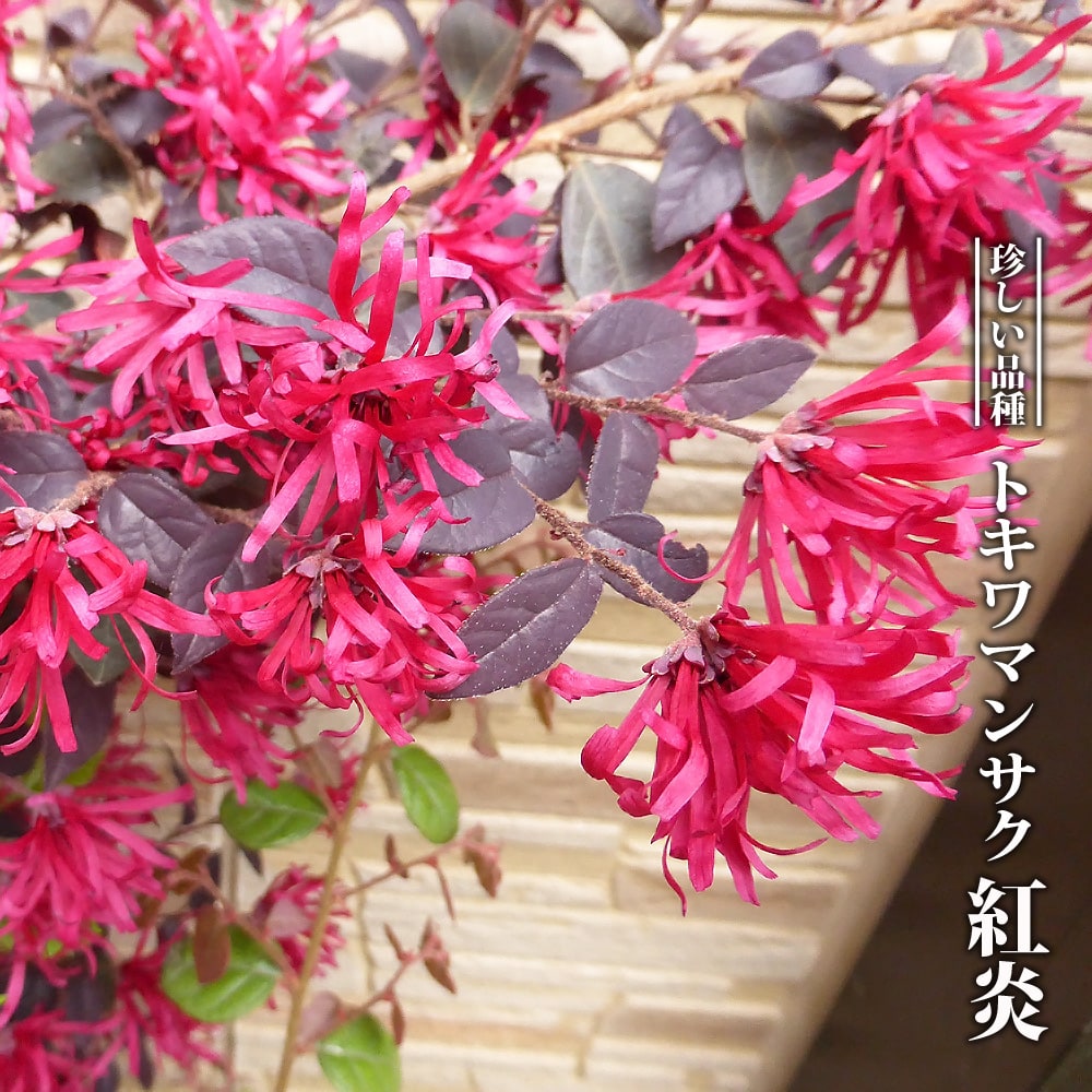 トキワマンサク 紅炎 