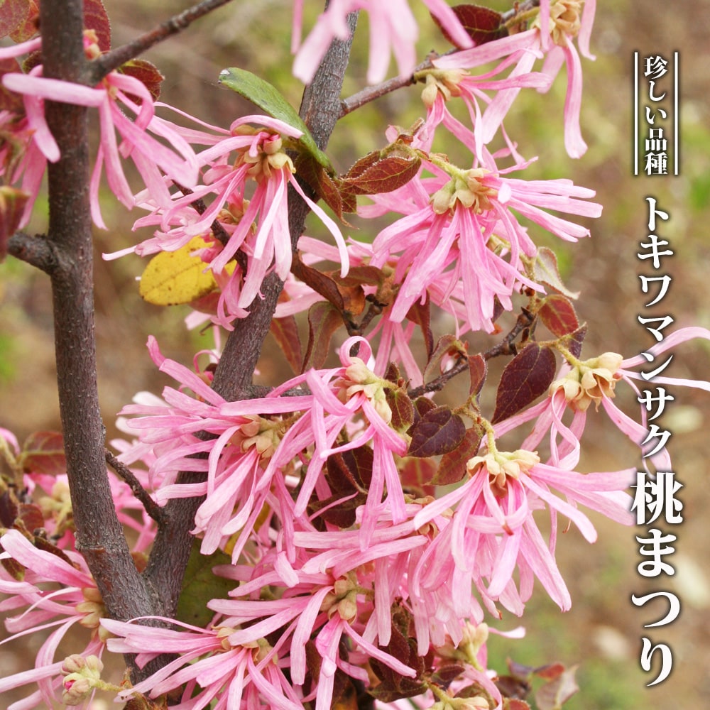 トキワマンサク 桃まつり 