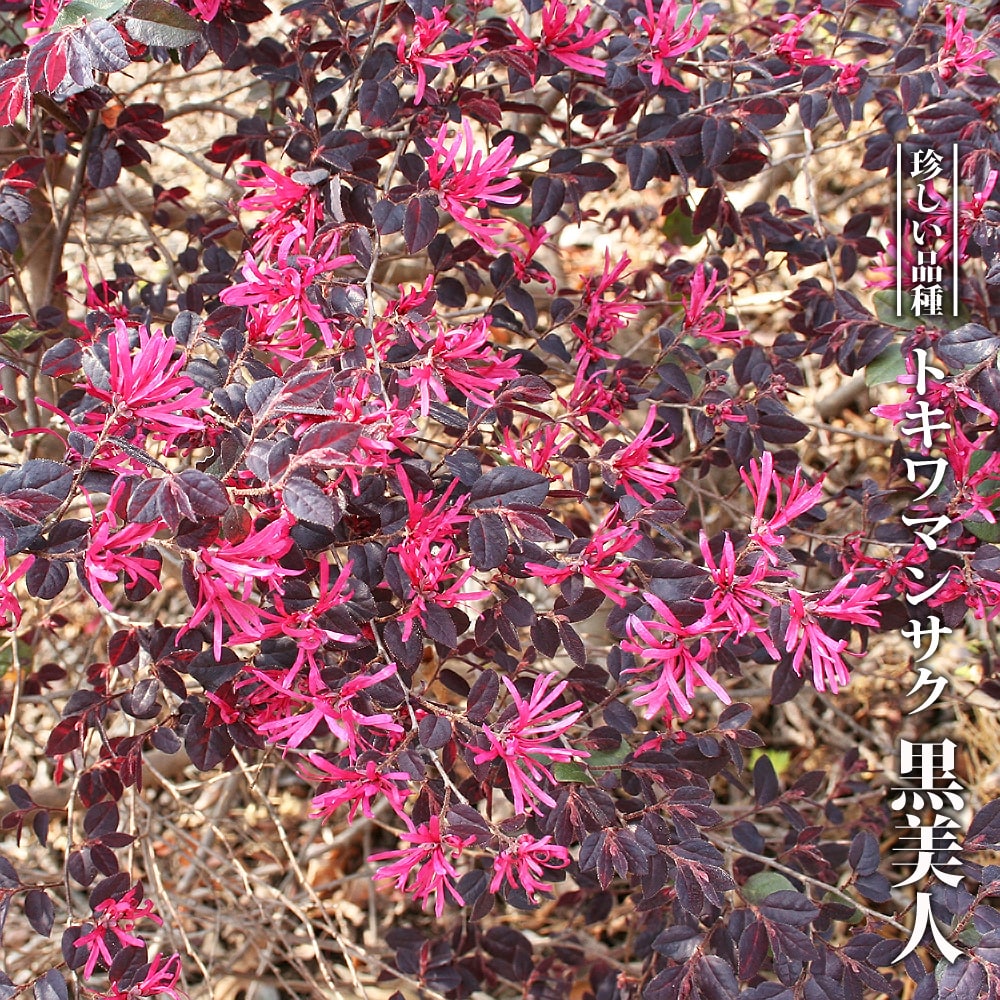 トキワマンサク 黒美人 
