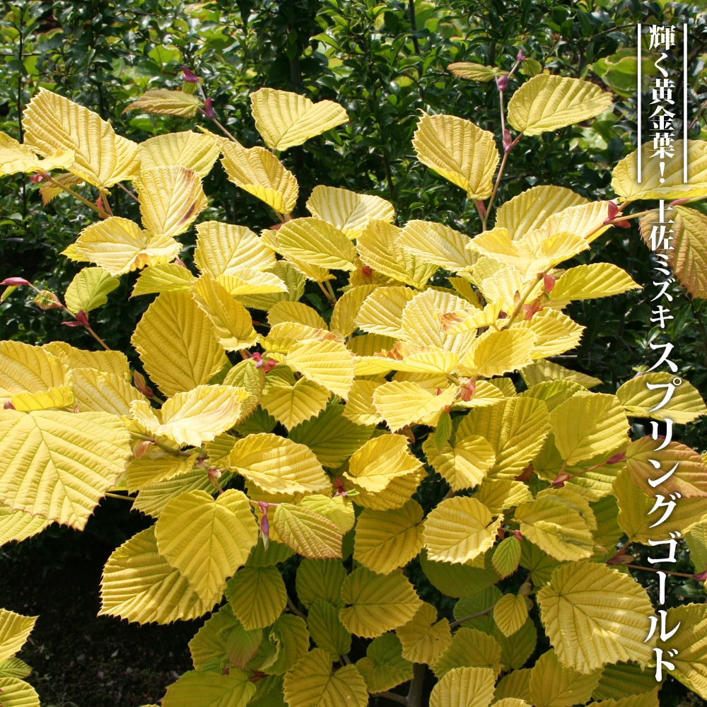 トサミズキ スプリングゴールド 