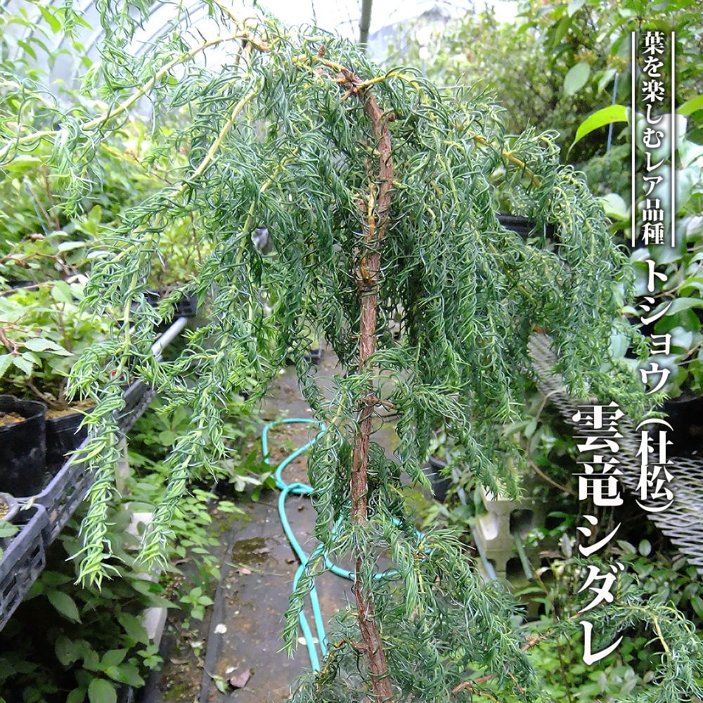 トショウ （杜松） 雲竜シダレ