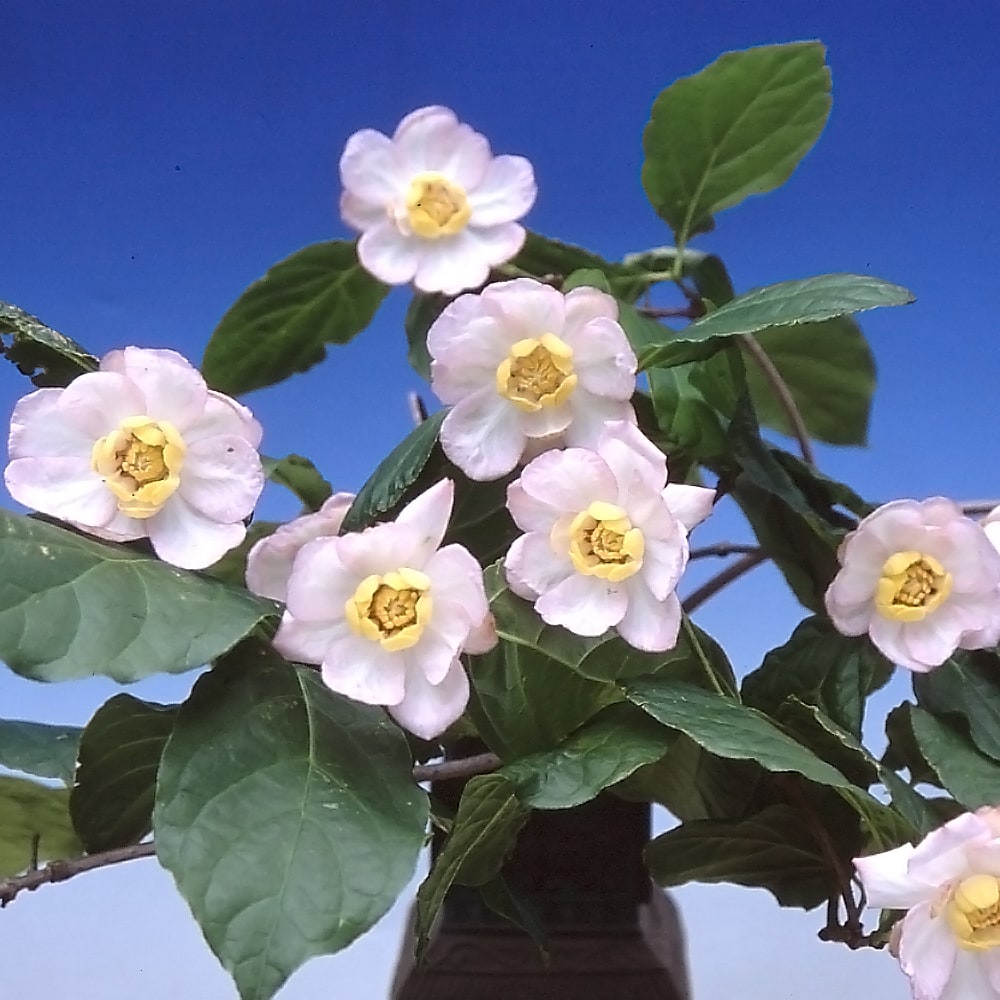 ナツロウバイ ナツロウバイ 1