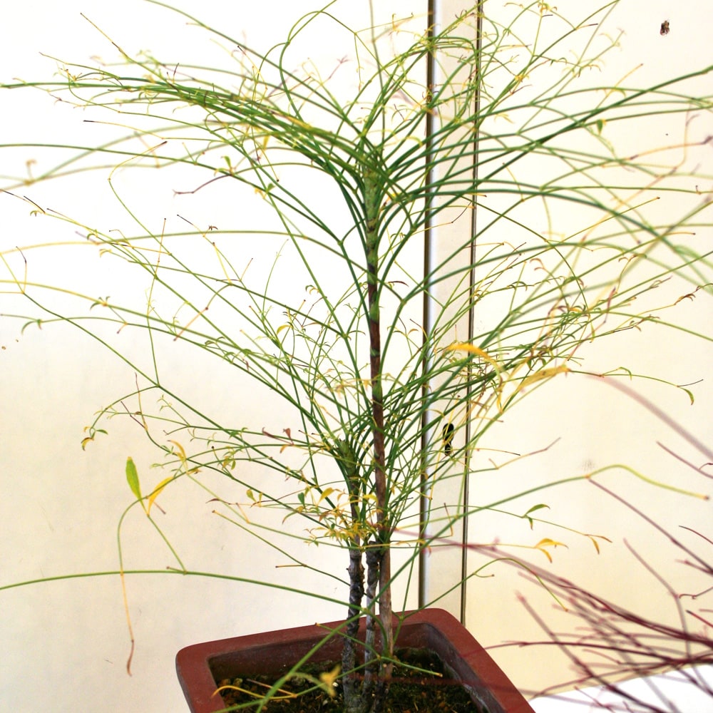 ナンテン 若竹 3