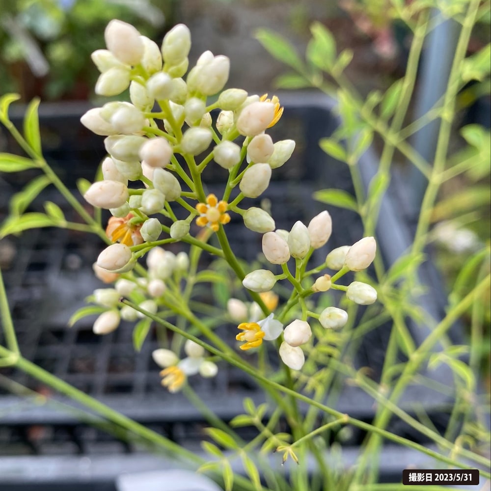 ナンテン 若竹 2