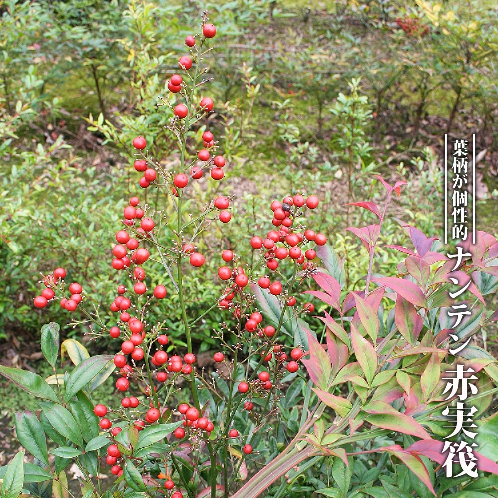  ナンテン赤実筏