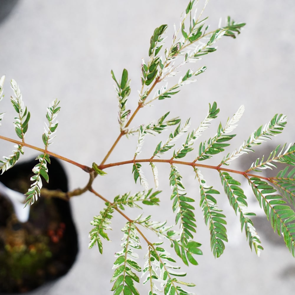 ネムノキ 白斑 1