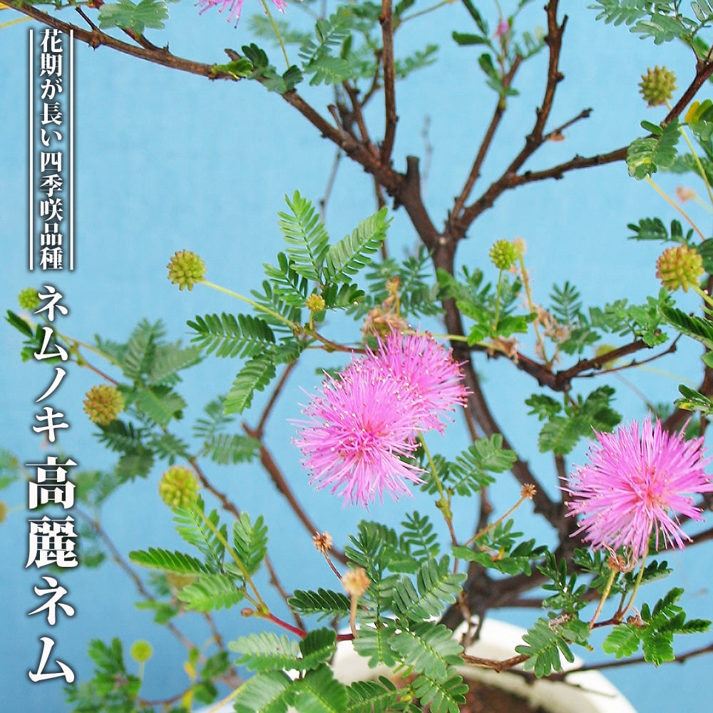 ネムノキ 【高麗ネム】