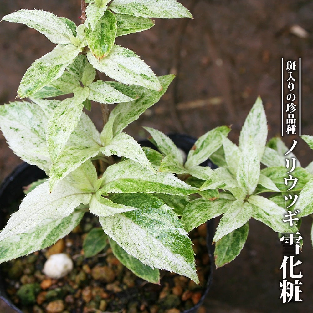 ノリウツギ 雪化粧 