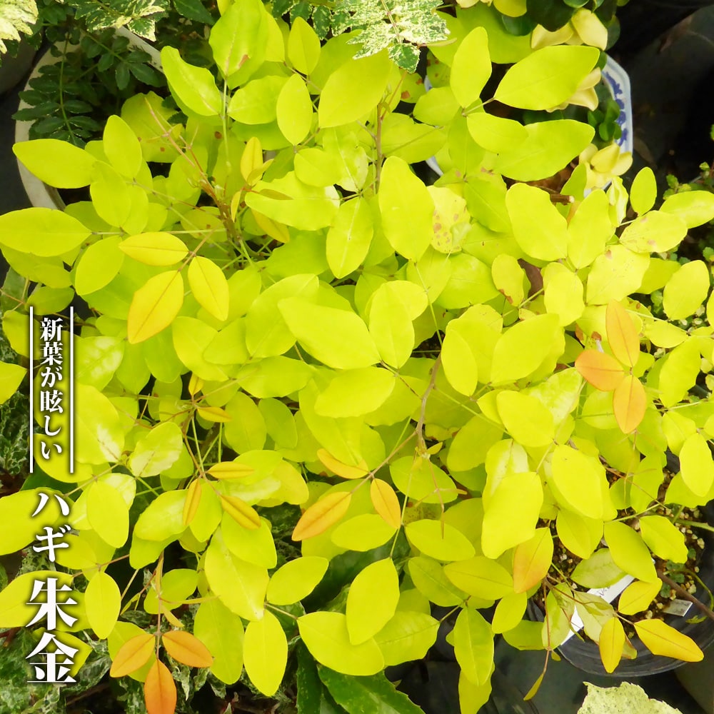 ハギ　朱金 