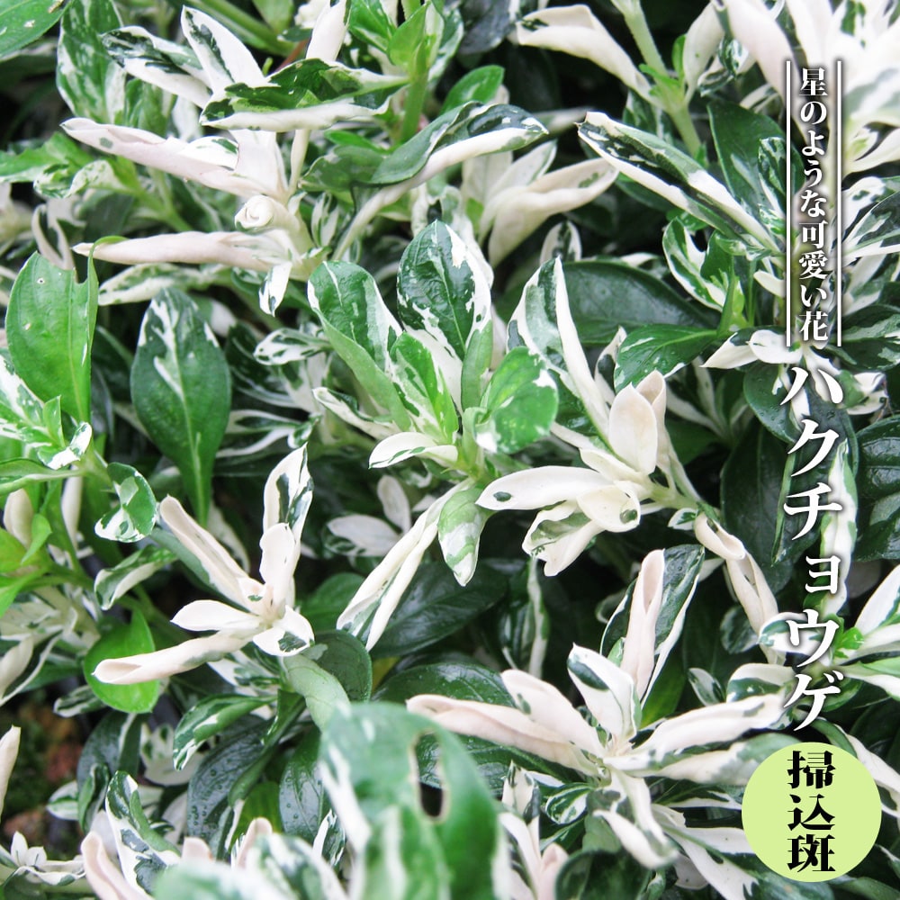 斑入りハクチョウゲ 白花 【掃込斑】