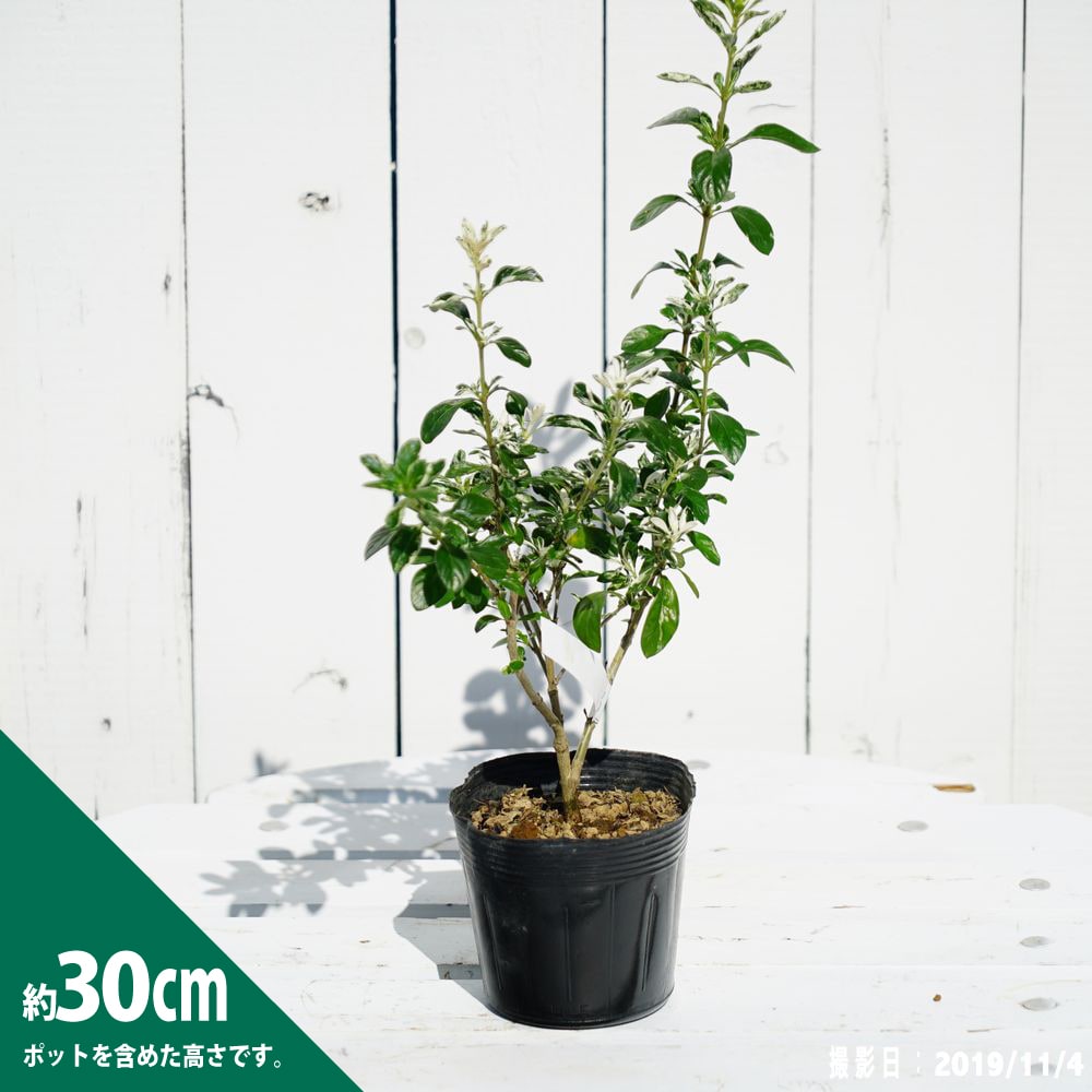 ハクチョウゲ 斑入り 掃込斑 苗 販売 苗木部 By 花ひろばオンライン