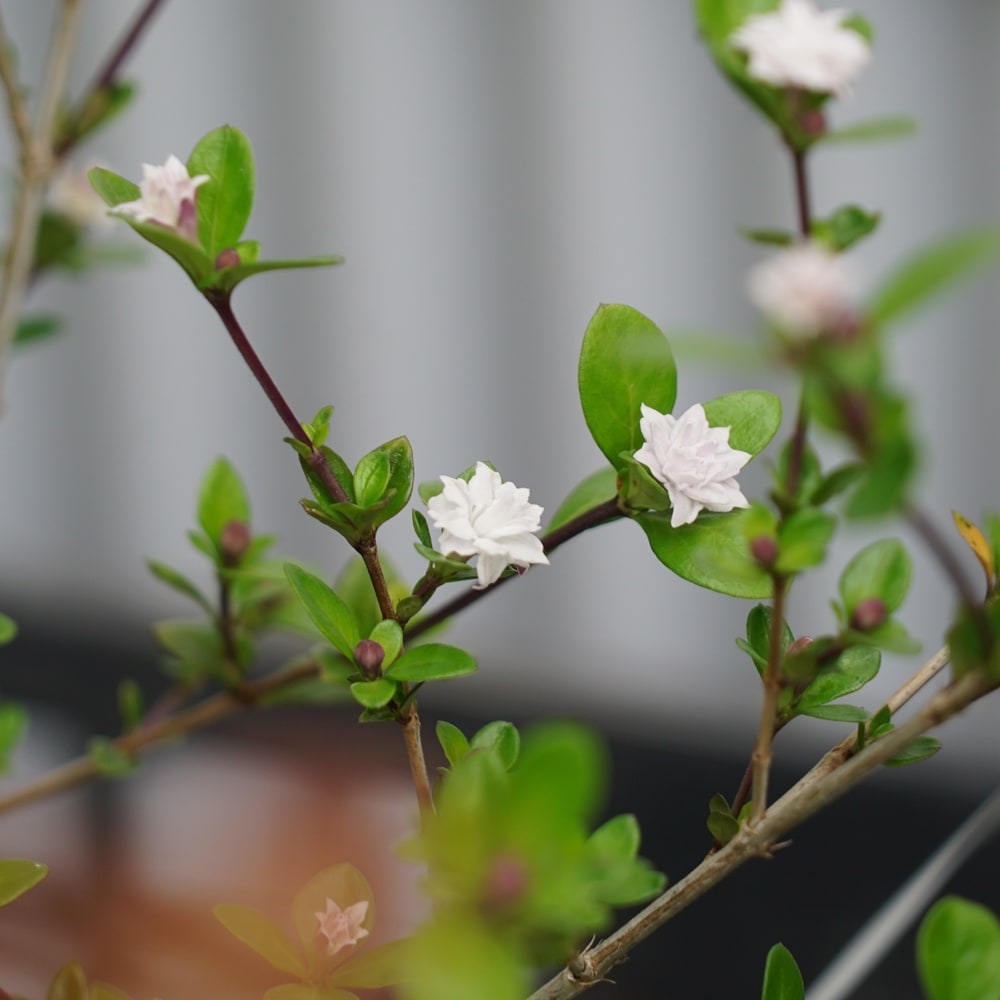 ハクチョウゲ 八重咲き 1