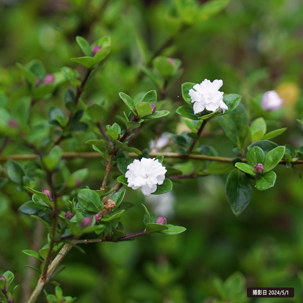 ハクチョウゲ 八重咲き 2