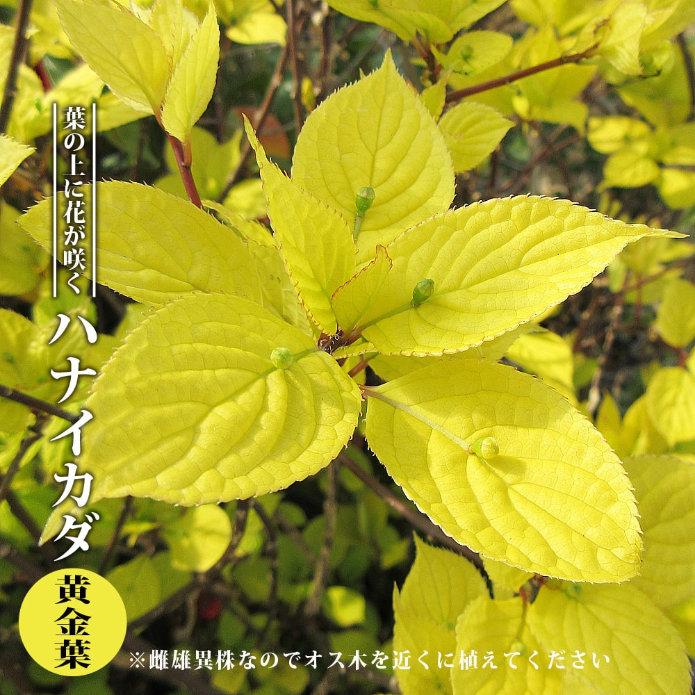 ハナイカダ 黄金葉 