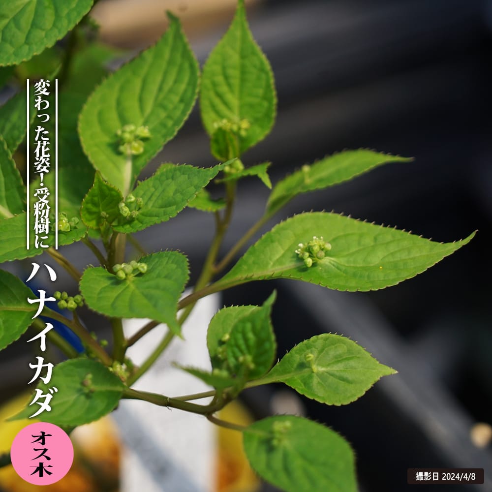 ハナイカダ オス 1