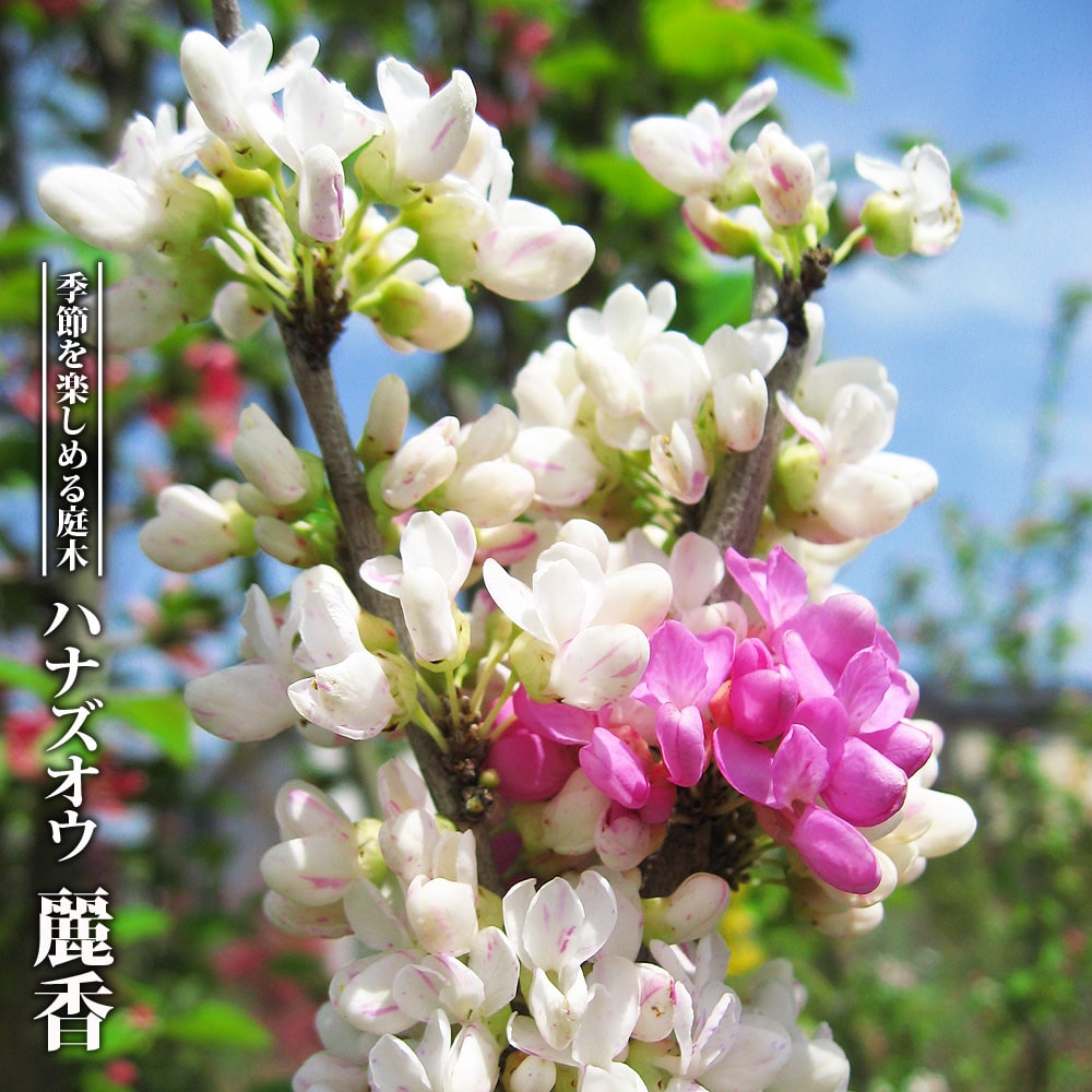 ハナズオウ 麗香 